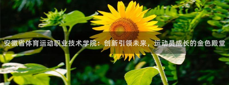 安徽省体育运动职业技术学院：创新引领未来，运动员成长的金色殿堂
